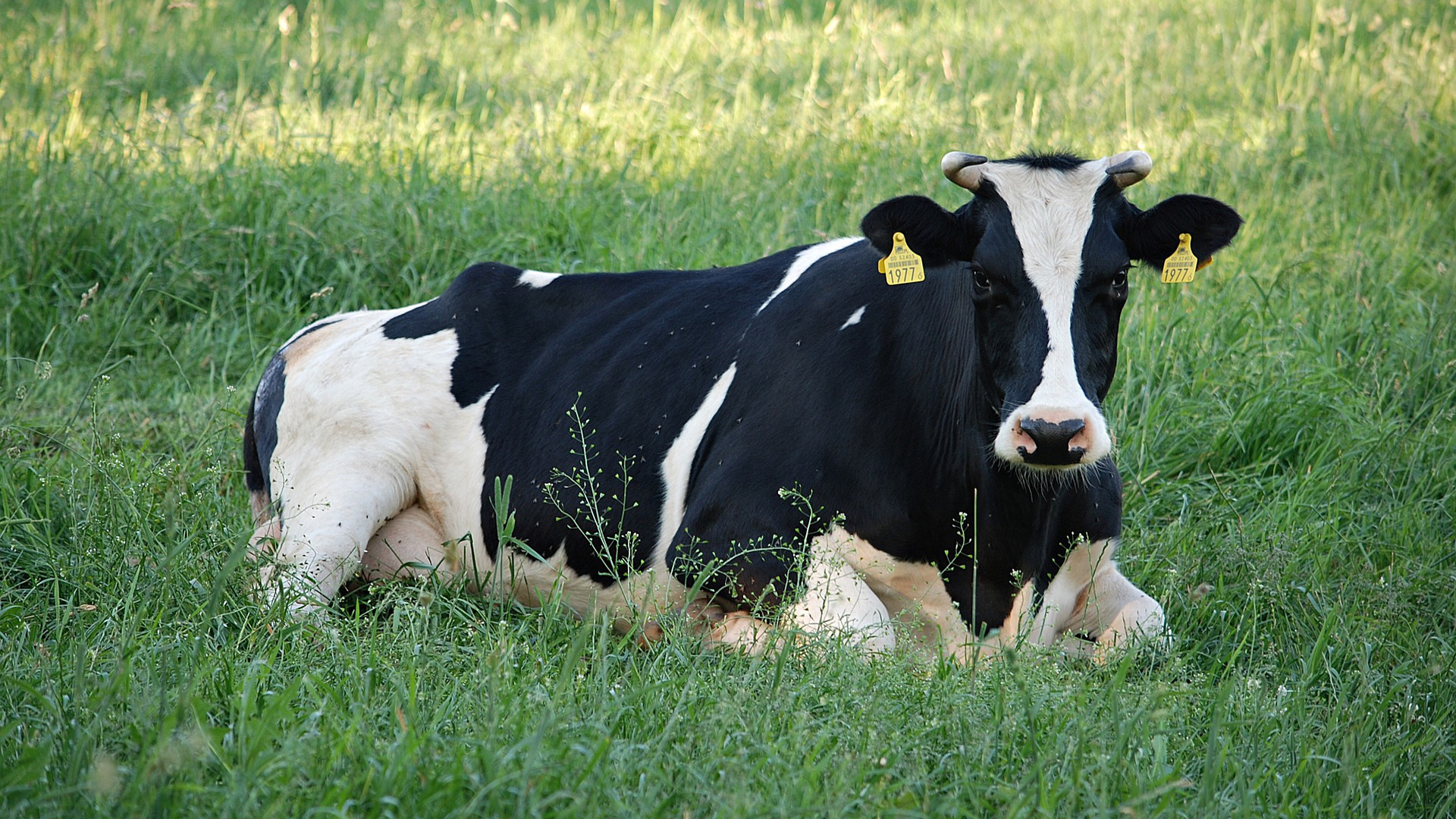 La importancia del descanso en las vacas - Maxideza